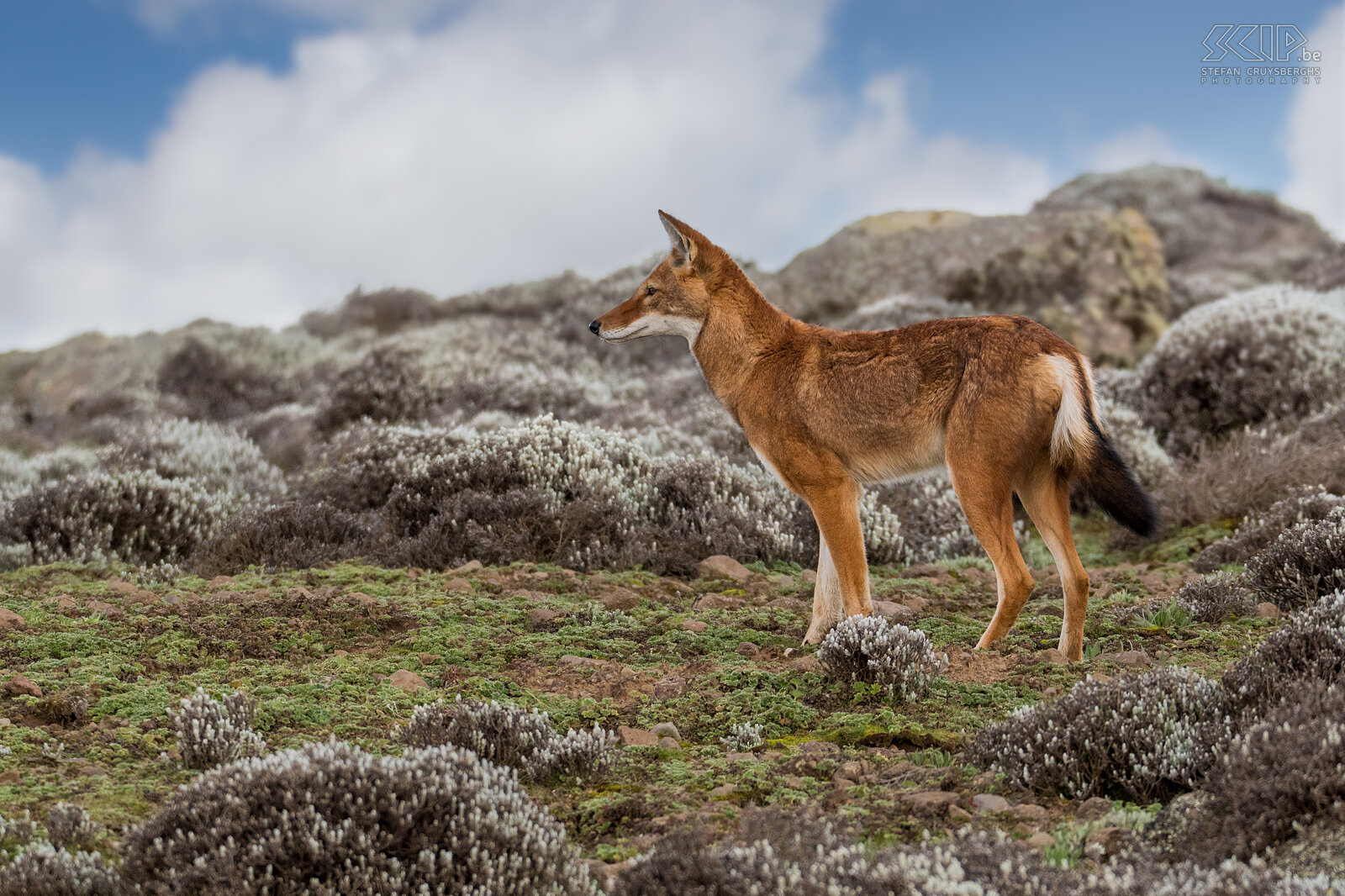 Bale Mountains - Sanetti - Ethiopian wolf The Ethiopian wolf (Canis simensis) is the world's rarest canid and Africa's most endangered carnivore. There are several organizations that try to protect this unique animal. More than half of the population lives on the Sanetti Plateau in the Bale Mountains. Stefan Cruysberghs